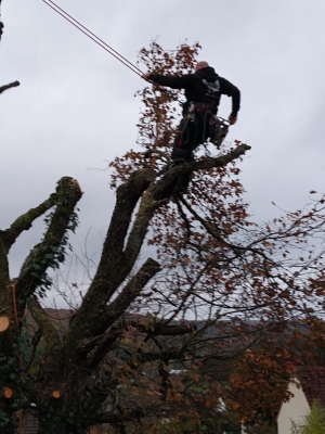 Élagage d'arbres